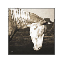 Paint Horse in the Badlands Canvas Prints