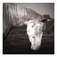 Paint Horse in the Badlands Invitation