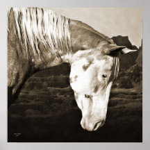 Paint Horse in the Badlands Posters