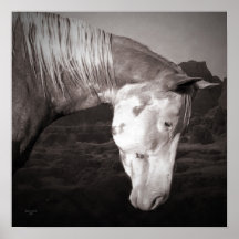 Paint Horse in the Badlands Print