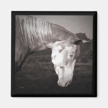 Paint Horse in the Badlands Refrigerator Magnets