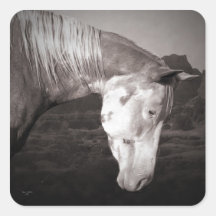 Paint Horse in the Badlands Sticker