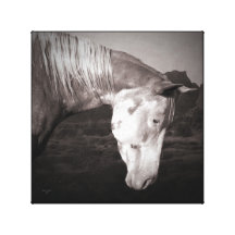 Paint Horse in the Badlands Stretched Canvas Print