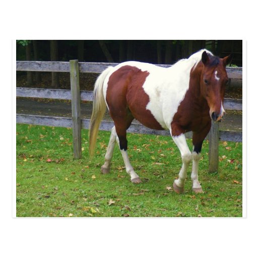 Paint Horse in the Pasture Post Card