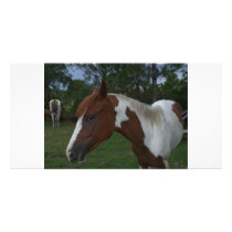 Paint Horse Picture Card
