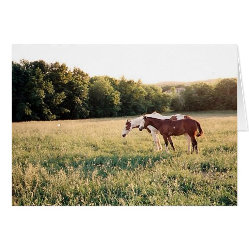 Paint Horses in Pasture Card