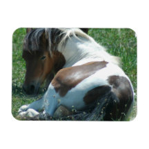 Paint Pony Resting Premium Magnet