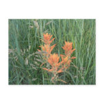 Paintbrush postcards
