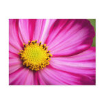 Painted Beauty Cosmos