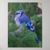 Painted Blue Jay Posters
