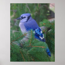 Painted Blue Jay Posters