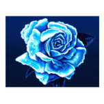 Painted Blue Rose Post Cards
