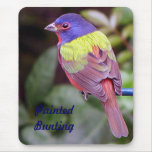 Painted bunting, male