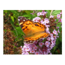 Painted butterfly ~ postcard