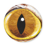 Painted Cat's Eye magnets