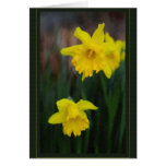 Painted Daffodils Card
