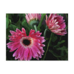 Painted Daisies Postcard