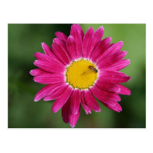 Painted Daisy Cards and more Postcard