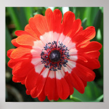 Painted Daisy, poster