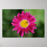 Painted Daisy Poster or Print