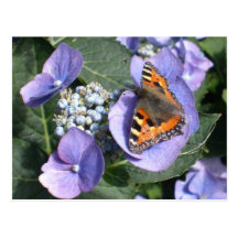 Painted Lady Butterfly 1 Postcard