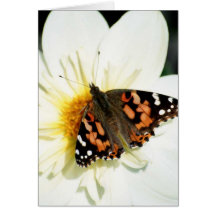 Painted Lady Butterfly (2) Greeting Cards