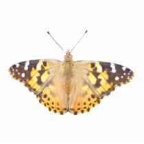 Painted Lady Butterfly ~ acrylic