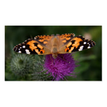 Painted lady butterfly business cards