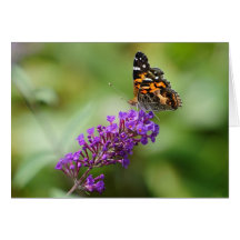 Painted Lady Butterfly Card