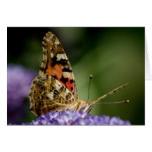 Painted lady butterfly Card