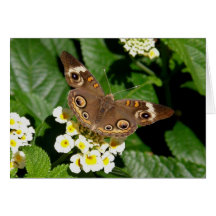 Painted Lady Butterfly Cards