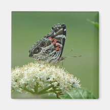 Painted Lady Butterfly Fridge Magnets