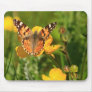Painted Lady Butterfly