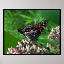 Painted Lady Butterfly on Flower Poster