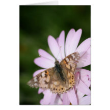 Painted Lady Butterfly on Pink Flower Greeting Card