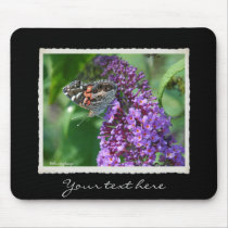 Painted Lady Butterfly on Purple
