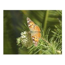 Painted Lady Butterfly Postcard