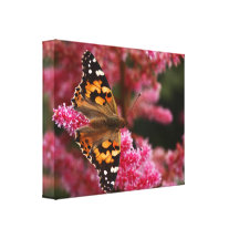 Painted Lady Butterfly  Wrapped Canvas Canvas Print