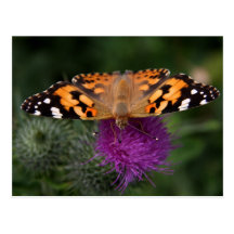 Painted lady postcard
