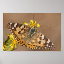 Painted Lady Poster