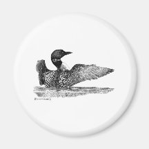 Painted Loon Fridge Magnet