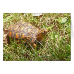 Painted Turtle Card