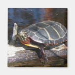 Painted Turtle  Magnet