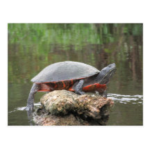 Painted Turtle Photo Postcards