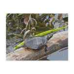 Painted Turtle Postcard