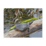 Painted Turtle Postcard