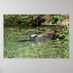 Painted Turtle