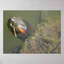 Painted Turtle Poster posters