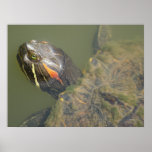 Painted Turtle Poster posters