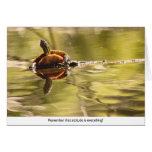 Painted Turtle with Attitude cards